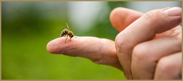 Higher Risk: Beekeepers Allergic to Bee Stings - BeeAware Allergy